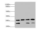 Western blot<br />
All lanes:DR1 antibody at 2.32ug/ml<br />
Lane 1:rat gonad tissue<br />
Lane 2:PC-3 whole cell lysate<br />
Lane 3:Hela whole cell lysate<br />
Lane 4:293T whole cell lysate<br />
Secondary<br />
Goat polyclonal to rabbit at 1/10000 dil