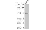 Western Blot<br />
Positive WB detected in:A549 whole cell lysate<br />
All lanes:DRD1 antibody at 3.5