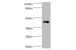 Western blot<br />
All lanes:DRD3 antibody at 6ug/ml+HepG2 whole cell lysate<br />
Secondary<br />
Goat polyclonal to rabbit at 1/10000 dilution<br />
Predicted band size: 45,41 kDa<br />
Observed band size: 44 kDa<br />