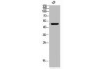 Western blot analysis of KB lysis using COX10 antibody.