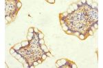 Immunohistochemistry of paraffin-embedded human small intestine using CSB-PA007190ESR2HU at dilution 1:100