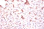 Immunohistochemistry of paraffin-embedded mouse liver using CSB-PA007219EA01HU at dilution of 1:100