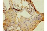 Immunohistochemistry of paraffin-embedded human testis tissue CSB-PA007228ESR2HU at dilution 1:100