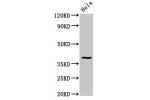 Western Blot<br />
Positive WB detected in:Hela whole cell lysate<br />
All lanes:DUSP1 antibody at 3.4
