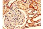 Immunohistochemistry of paraffin-embedded human kidney tissue using CSB-PA007255LA01HU at dilution of 1:100