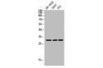 Western blot analysis of SH-SY5Y 293T 3T3 lysis using ApoOL antibody.
