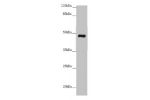 Western blot<br />
All lanes: E2F1 antibody at 7 ug/ml+ 3T3 whole cell lysate<br />
Secondary<br />
Goat polyclonal to rabbit IgG at 1/10000 dilution<br />
Predicted band size: 47 kDa<br />
Observed band size: 47 kDa<br />