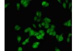 Immunofluorescent analysis of HepG2 cells using CSB-PA007342LA01HU at a dilution of 1:100 and Alexa Fluor 488-congugated AffiniPure Goat Anti-Rabbit IgG(H+L)