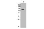 Western Blot analysis of 3T3 cells using Copine 8 Polyclonal Antibody