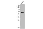 Western Blot analysis of brain cells using Casein Kinase Id Polyclonal Antibody