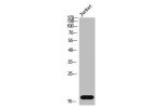 Western Blot analysis of Jurkat cells using Cystatin SN Polyclonal Antibody