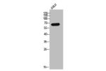 Western Blot analysis of COLO cells using Eme1 Polyclonal Antibody
