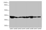 Western blot<br />
All lanes: ECHS1 antibody at 3.55 ug/ml<br />
Lane 1 : Rat heart tissue<br />
Lane 2 : Mouse liver tissue<br />
Lane 3 : Mouse skeletal muscle tissue<br />
Lane 4 : Hela whole cell lysate<br />
Lane 5 : HepG-2 whole cell lysate<br />
La