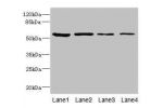 Western blot<br />
All lanes: DNAJB2 antibody at 3.09ug/ml<br />
Lane 1 : 293T whole cell lysate<br />
Lane 2 : Hela whole cell lysate<br />
Lane 3 : HepG-2 whole cell lysate<br />
Lane 4 : K562 whole cell lysate<br />
Secondary<br />
Goat polyclonal to r