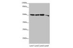 Western blot<br />
All lanes: EEF1A2 antibody at 2.23 ug/ml<br />
Lane 1 : MCF7 whole cell lysate<br />
Lane 2 : Hela whole cell lysate<br />
Lane 3 : Raji whole cell lysate<br />
Lane 4 : HepG-2 whole cell lysate<br />
Secondary<br />
Goat polyclonal to 