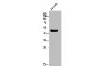 Western Blot analysis of Jurkat cells using CtBP1 Polyclonal Antibody