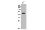 Western Blot analysis of HeLa cells using CtBP2 Polyclonal Antibody