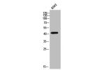 Western Blot analysis of K562 cells using Cathepsin D Polyclonal Antibody