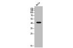 Western Blot analysis of HeLa cells using Cathepsin D Polyclonal Antibody