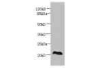 Western blot<br />
All lanes: EEF1E1 antibody at 2ug/ml+ HepG2 whole cell lysate<br />
Secondary<br />
Goat polyclonal to rabbit at 1/10000 dilution<br />
Predicted band size: 20,16 kDa<br />
Observed band size: 21 kDa<br />