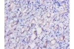 Immunohistochemistry of paraffin-embeded human kidney using CSB-PA007434LA01HU at dilution of 1:50