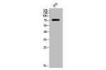 Western Blot analysis of 3T3 cells using ALS2CR11 Polyclonal Antibody