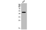 Western Blot analysis of HT-29 cells using GDF-7 Polyclonal Antibody