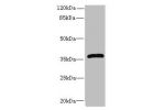 Western blot<br />
All lanes: Ephrin-B3 antibody at 12ug/ml+ HepG-2 whole cell lysate<br />
Goat polyclonal to rabbit at 1/10000 dilution<br />
Predicted band size: 36 kDa<br />
Observed band size: 36 kDa<br />