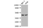 Western Blot<br />
Positive WB detected in:MCF-7 whole cell lysate,A549 whole cell lysate<br />
All lanes:EGR3 antibody at 3.5