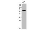 Western Blot analysis of K562 cells using Arylsulfatase K Polyclonal Antibody