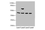 Western blot<br />
All lanes: Acta1 antibody at 2ug/ml<br />
Lane 1 : Mouse brain tissue<br />
Lane 2 : Mouse lung tissue<br />
Lane 3 : Rat muscle tissue<br />
Lane 4 : Zebrafish lysate<br />
Secondary<br />
Goat polyclonal to Rabbit IgG at 1/10000 dilut