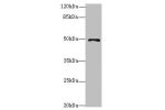 Western blot<br />
All lanes: EIF3Fantibody at 4.31ug/ml+ Mouse heart tissue<br />
Goat polyclonal to rabbit at 1/10000 dilution<br />
Predicted band size: 38 kDa<br />
Observed band size: 38 kDa<br />