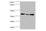 Western blot<br />
All lanes:EIF3H antibody at 6ug/ml<br />
Lane 1:NIH3T3 whole cell lysate<br />
Lane 2:Rat brain tissue<br />
Lane 3:U251 whole cell lysate<br />
Secondary<br />
Goat polyclonal to rabbit at 1/10000 dilution<br />
Predicted band size: 40