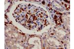 Immunohistochemistry analysis of human kidney tissue using CSB-PA007539LA01HU at dilution of 1:100
