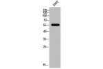Western Blot analysis of 293T cells using CYP3A7 Polyclonal Antibody