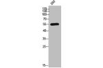 Western Blot analysis of 293 cells using CYP2C8 Polyclonal Antibody