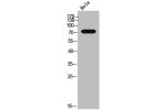 Western Blot analysis of Hela cells using GRK 2 Polyclonal Antibody