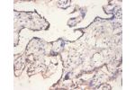 Immunohistochemistry of paraffin-embedded human placenta using CSB-PA007563DA01HU at dilution 1:100