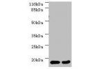 Western blot<br />
All lanes: EIF4EBP2 antibody at 2ug/ml<br />
Lane 1 :mouse heart tissue<br />
Lane 2 : NIH3T3 whole cell lysate<br />
Secondary<br />
Goat polyclonal to Rabbit IgG at 1/10000 dilution<br />
Predicted band size: 13kDa<br />
Observed band