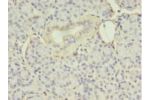 Immunohistochemistry of paraffin-embedded human pancreas tissue using CSB-PA007565HA01HU at dilution 1:100