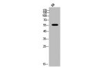 Western Blot analysis of KB cells using CYP2E1 Polyclonal Antibody