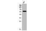 Western Blot analysis of 293 cells using CYP17A1 Polyclonal Antibody