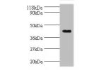 All lanes: ELAV-like protein 2 antibody at 2ug/ml+mouse brain tissue<br />
Secondary<br />
Goat polyclonal to Rabbit IgG at 1/10000 dilution<br />
Predicted band size: 40,39 kDa<br />
Observed band size: 40 kDa<br />