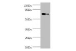 Western blot<br />
All lanes:ELF1 antibody at 1.88ug/ml+Hela whole cell lysate<br />
Secondary<br />
Goat polyclonal to rabbit at 1/10000 dilution<br />
Predicted band size: 68,65 kDa<br />
Observed band size: 67 kDa<br />