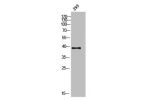 Western Blot analysis of 293 cells using DGAT2L3 Polyclonal Antibody