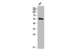 Western Blot analysis of 293 cells using CYP21A2 Polyclonal Antibody