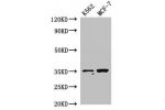 Western Blot<br />
Positive WB detected in:K562 whole cell lysate,MCF-7 whole cell lysate<br />
All lanes:EN2 antibody at 2.8