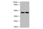 Western blot<br />
All lanes:Alpha-enolase antibody at 2ug/ml<br />
Lane 1:PC-3 whole cell lysate<br />
Lane 2:mouse brain tissue<br />
Secondary<br />
Goat polyclonal to rabbit at 1/10000 dilution<br />
Predicted band size: 73kDa<br />
Observed band size