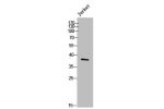Western Blot analysis of Jurkat cells using Doublecortin Polyclonal Antibody