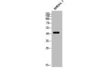 Western Blot analysis of RAW264.7 cells using Doublecortin Polyclonal Antibody